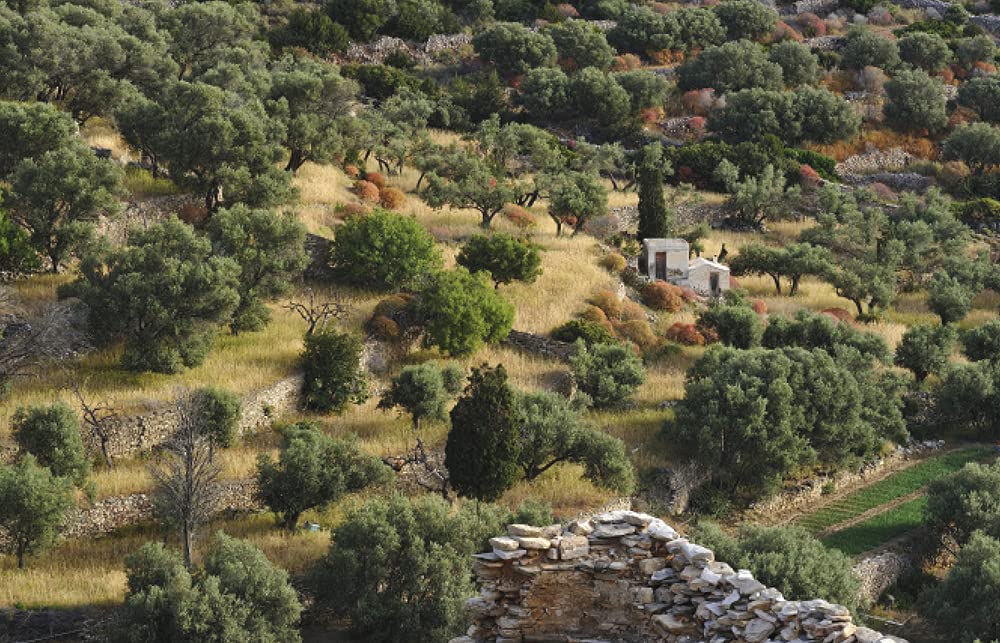 Bringing the Mediterranean into Your Garden: How to capture the natural beauty of the garrigue