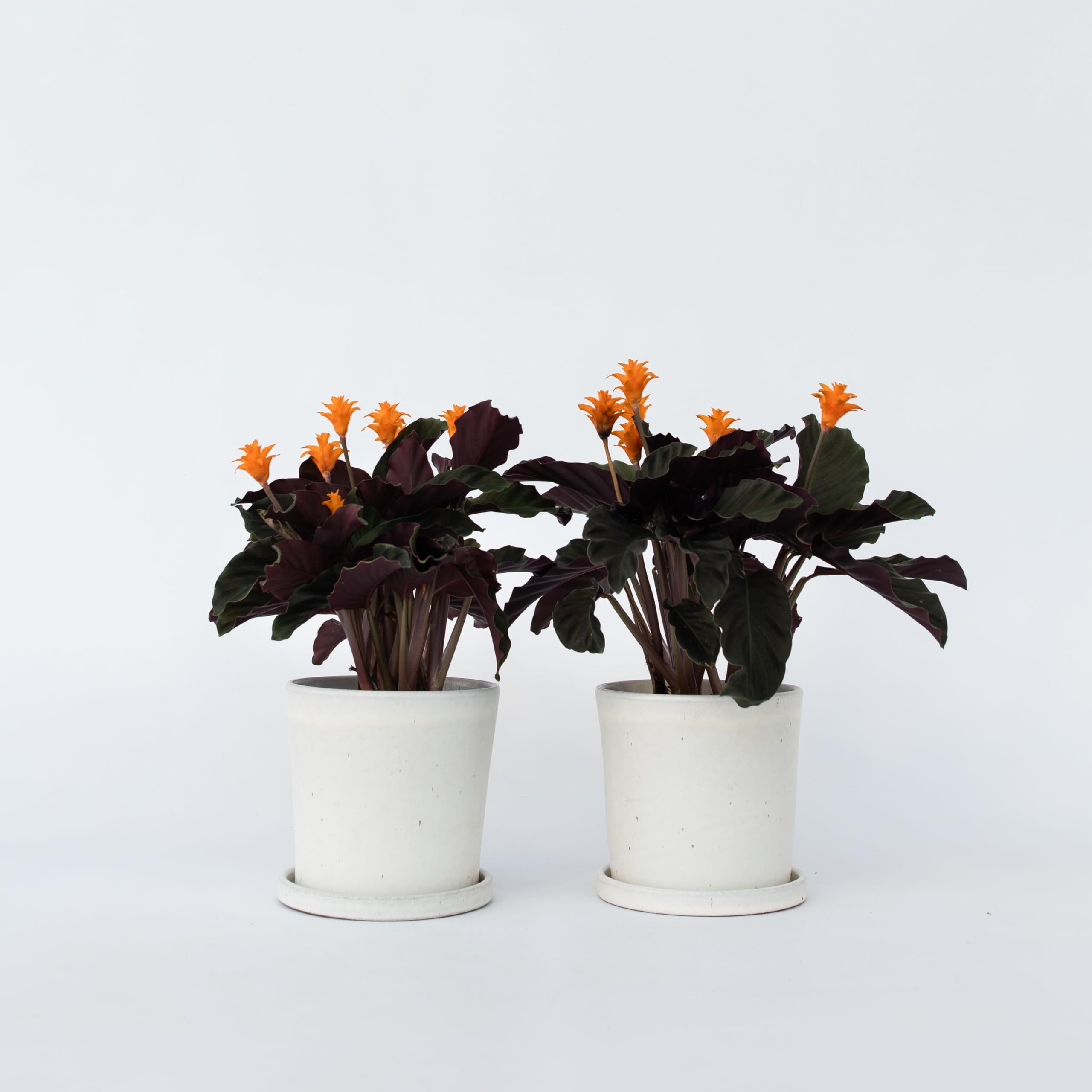 Plant in a Box - Calathea Crocata - 2er Set - Korbmarante - Luftreinigende  Zimmerpflanze - Schnen Blttern - Topf 14cm - Hhe 40-50cm : Amazon.de:  Garten