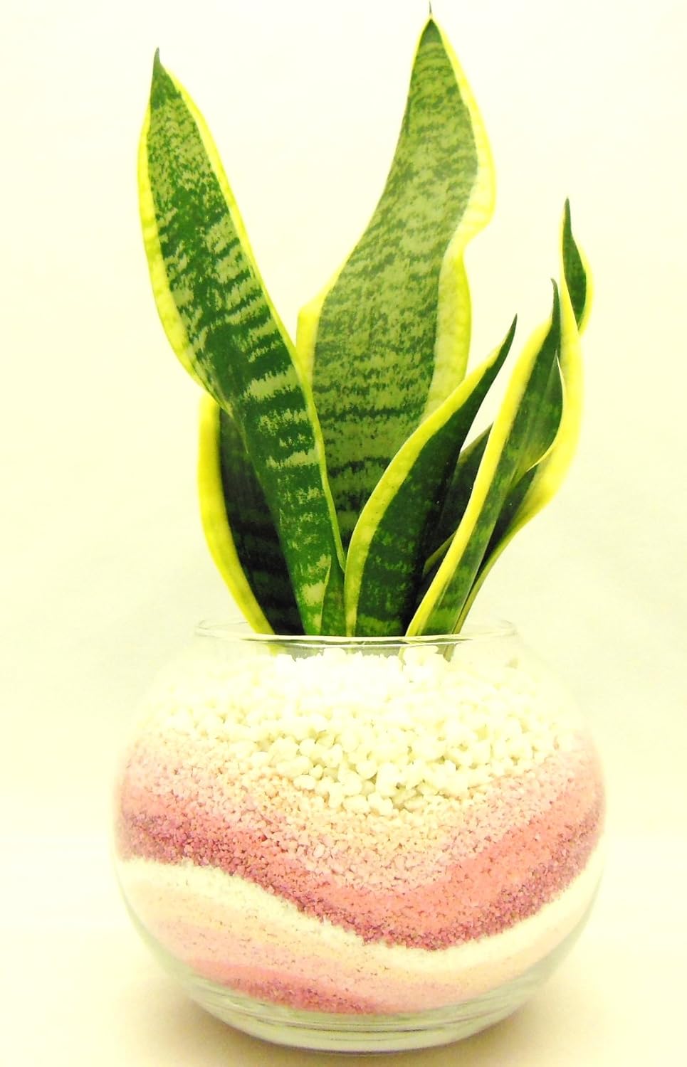 観葉 植物 サンセベリア ハイドロカルチャー ガラス植え ピンク お部屋にグリーンを置いてきれいな空気でリラックス M 室内で安心な土を使わない水耕栽培 ギフト プレゼント ご褒美 お手入れ簡単