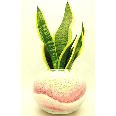 Amazon 観葉 植物 サンセベリア ハイドロカルチャー ガラス植え M ピンク お手入れ簡単 室内で安心な土を使わない水耕栽培 お部屋にグリーンを置いてきれいな空気でリラックス 観葉植物 オンライン通販