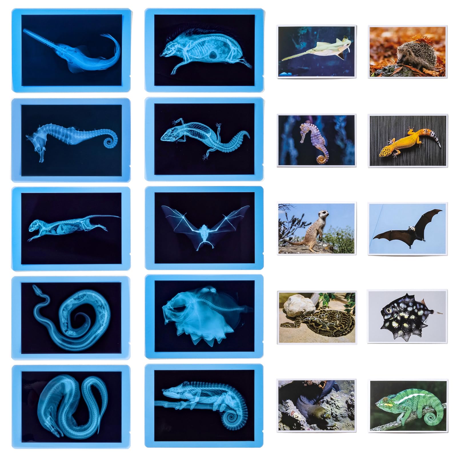 20 piezas de radiografías de animales y tarjetas con imágenes - Adivina quién soy? - Kit educativo de ciencia para niños, explora el fascinante mundo de los esqueletos de animales 3