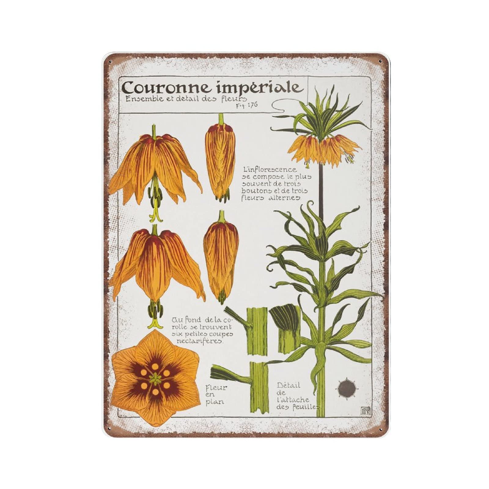 rayprint Botanical Tin Signs, Flower Illustration, Nature Funny Vintage Metal Sign Plaqu Poster Wall Art Pub Bar Kitchen Garden Bathroom Home Decor, 30x40 cm