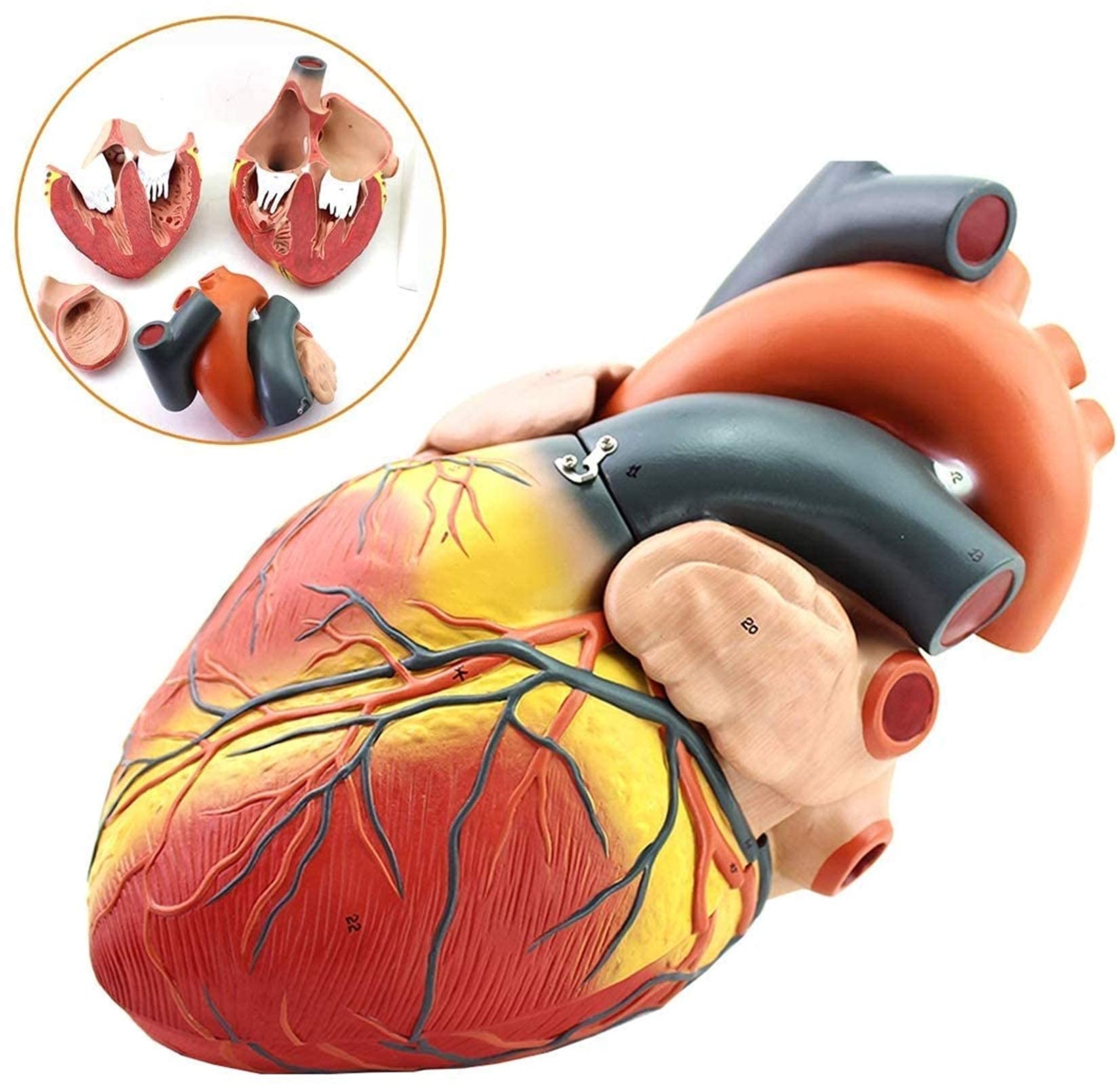 Modello anatomico, Modello Cuore ingrandito 4X - Modello Cuore scientifico - Modello Cuore Umano Rimovibile con Segnale Digitale l'insegnamento Cardiaco Il Modello Scheletro Medico