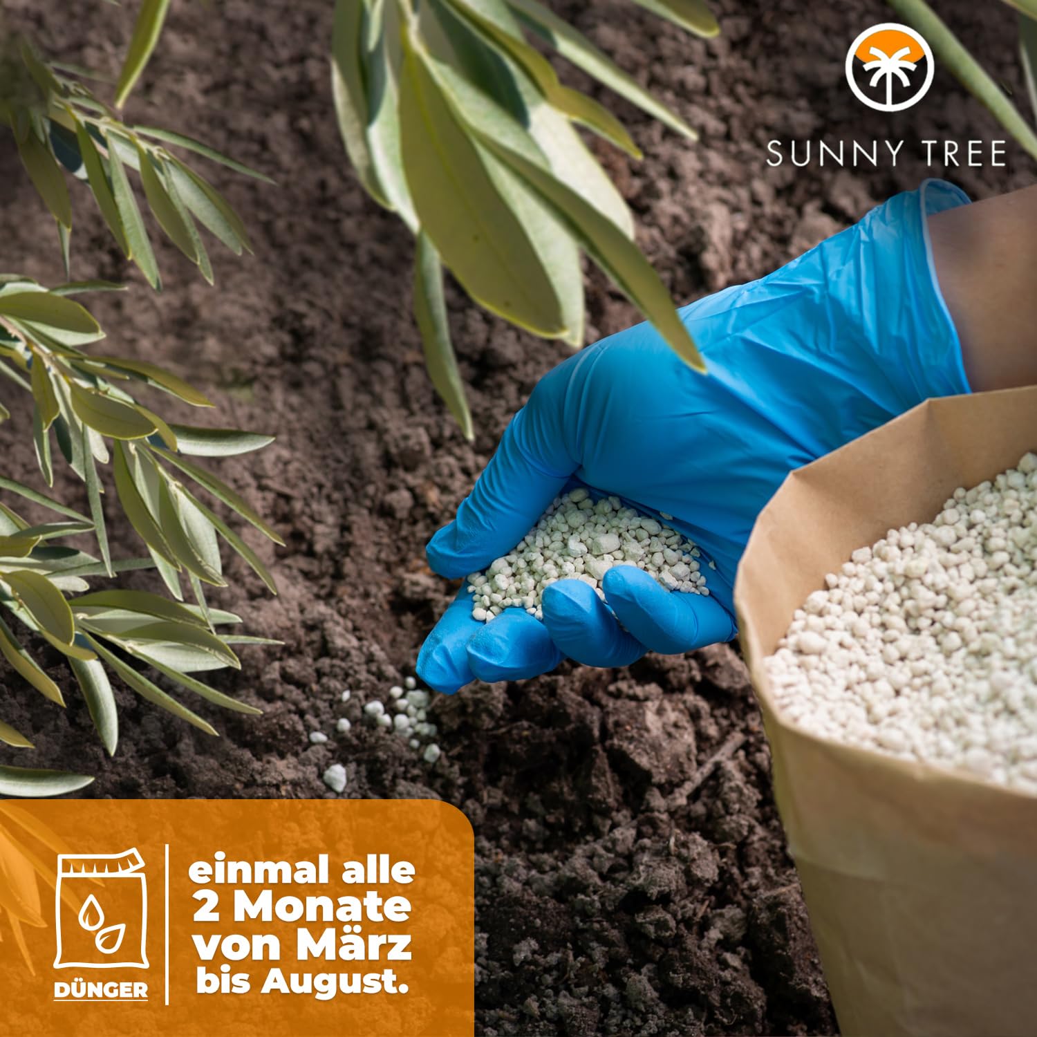 Sunnytree OLEA EUROPEA - WINTERHARTE OLIVENBAUM BONSAI 120 JAHRE ALT - 240 cm