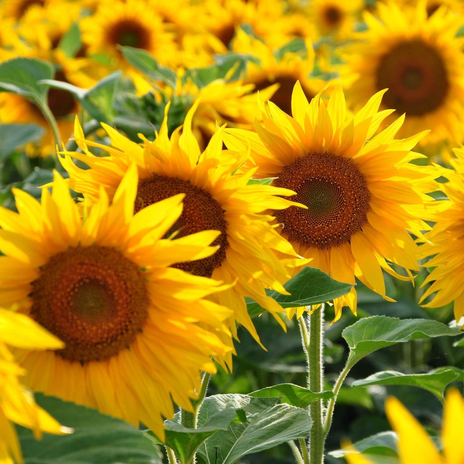 Kraft Seeds by 10CLUB Sunflower Yellow Flower Seeds (1 Packet, 1.5gm) | Flowering Plants Seeds for Home Gardening | Natural and Real Planting Seeds for Indoor Home Decor | Summer Flowering Seeds (B07ZX4N2N1) Amazon Price History, Amazon Price Tracker