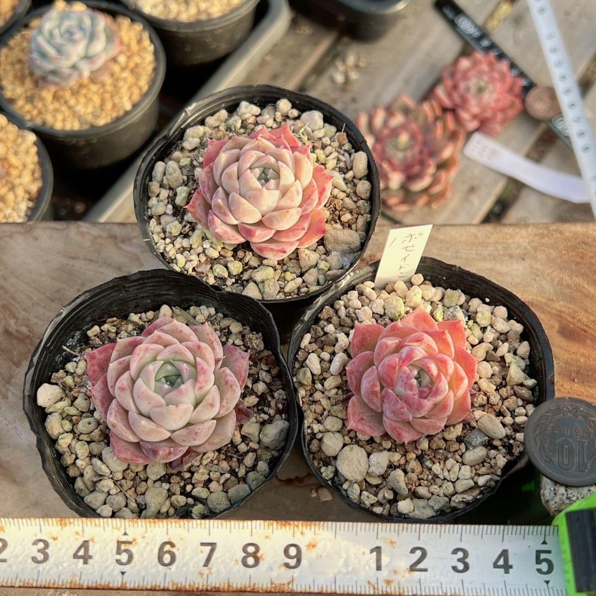 多肉植物　韓国苗　ポセイドン　発根済み Amazon.co.jp: ！！多肉植物 ポセイドン 韓国苗 美苗 農園直売 観葉