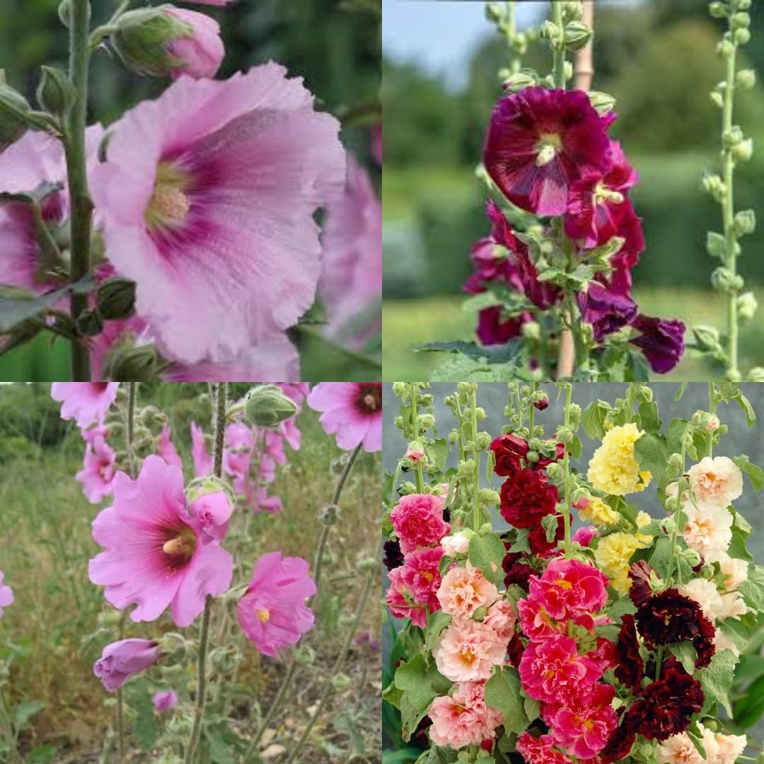 Double flowered hollyhock seeds blue color, Hollyhock flower seeds peach and dream PACK OF 38
