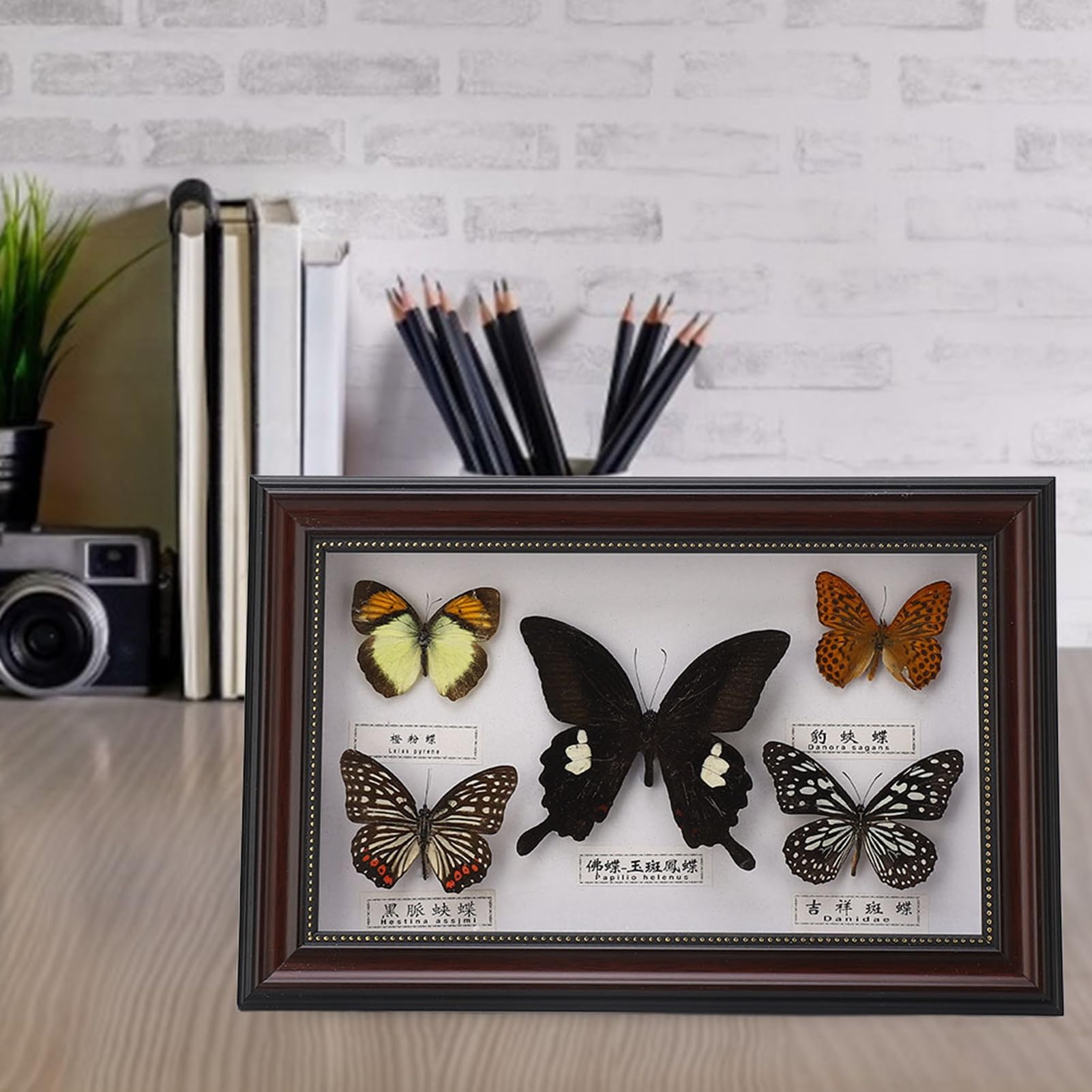 Esemplare di Farfalla, Elegante Decorazione Artigianale per Casa, Festa di Compleanno, Matrimonio e Occasioni Speciali