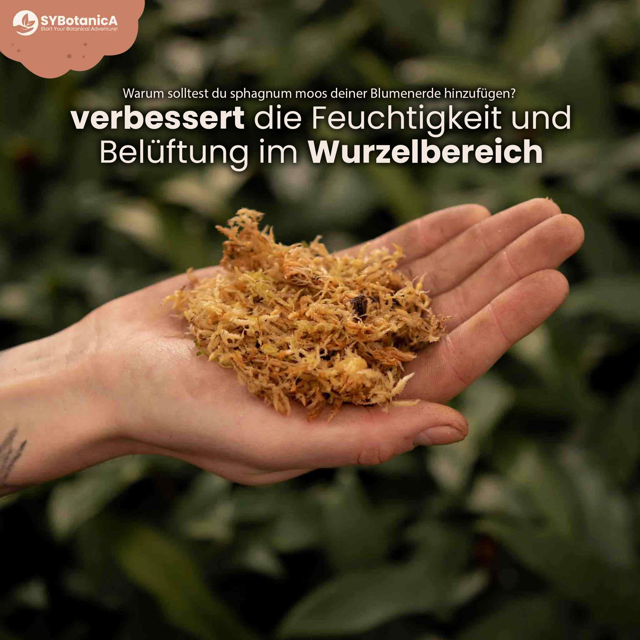 Sybotanica Mech torfagnum 36 l, mech sphagnum do storczyków i terrarium