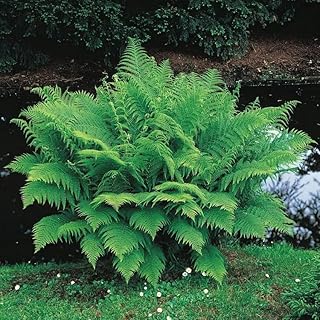 10 Lady Fern Roots - Common Lady-Fern Rhizomes - Athyrium Filix-Femina - (10 Pack)