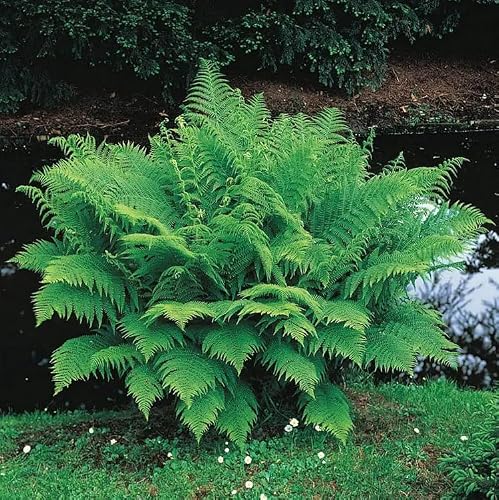Lady Fern Roots