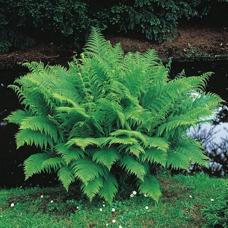 10 Lady Fern Roots - Common Lady-Fern Rhizomes - Athyrium Filix-Femina - (10 Pack)
