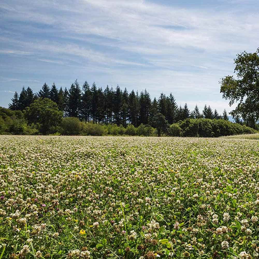 Outsidepride Perennial White Ladino Clover Seed
