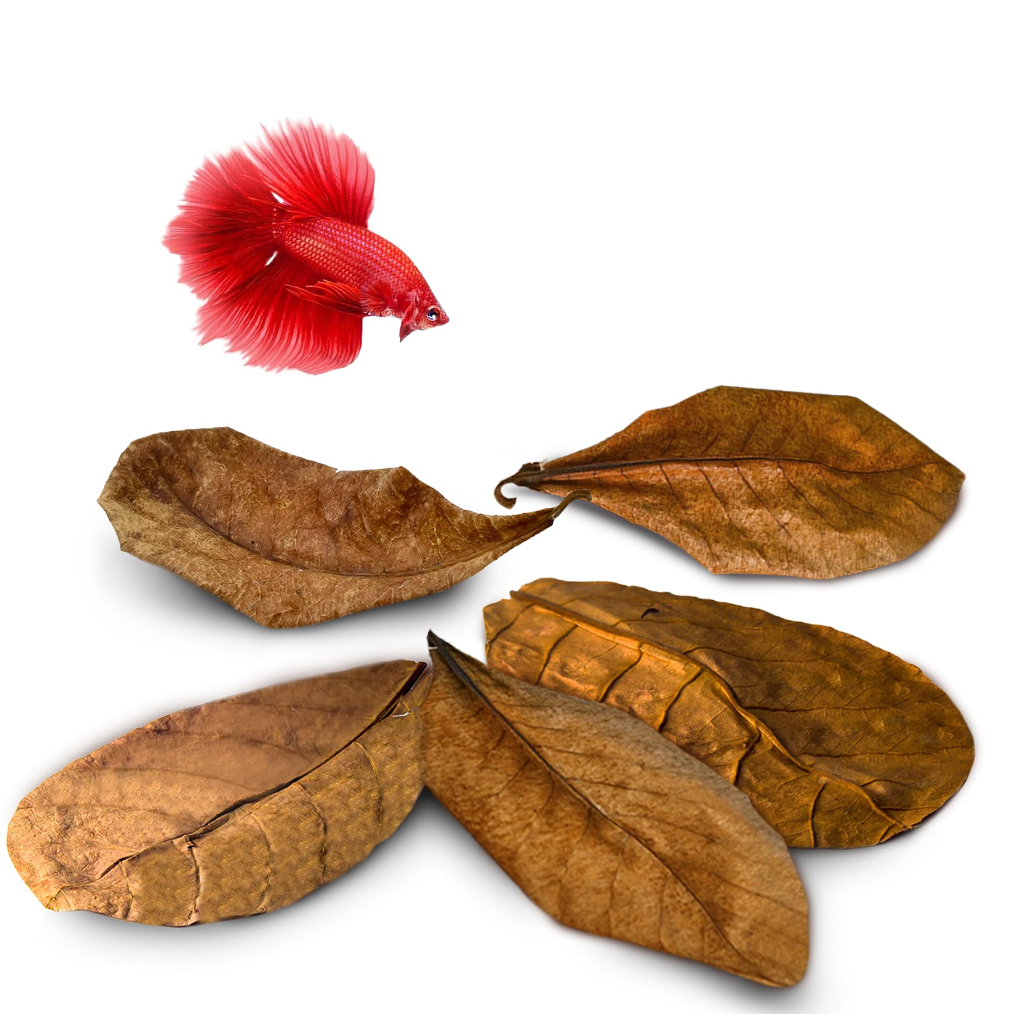 10 Indian Almond (Catappa) Leaves 8″ for Betta Fish – Natural Aquarium Water Conditioner, Adds Tannins, Lowers pH, Fin Growth and Enhances Color, Stress Relief, Water Softening Treatment