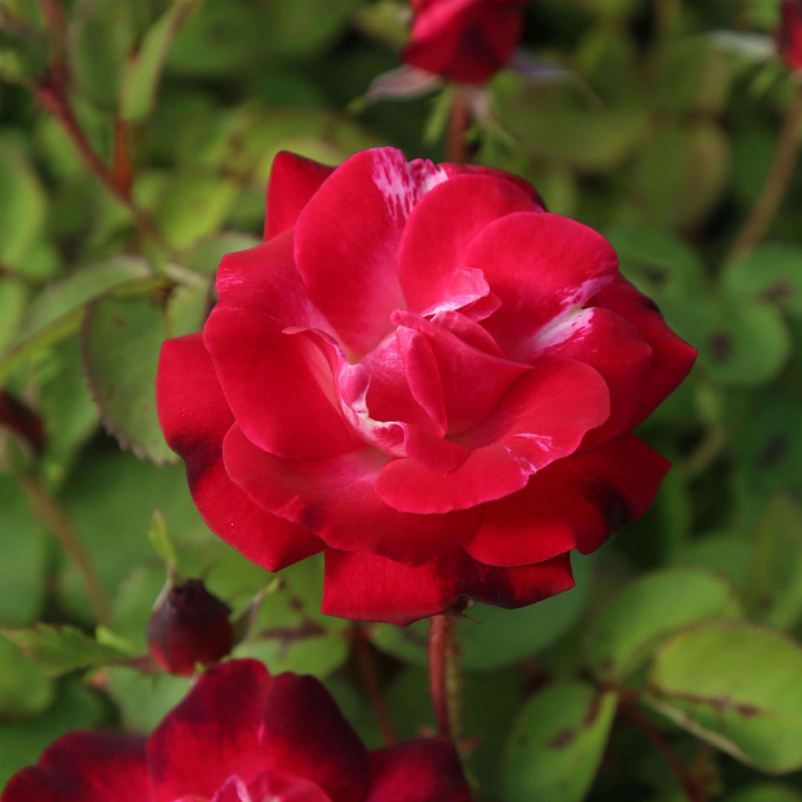 Cancan Climbing Rose