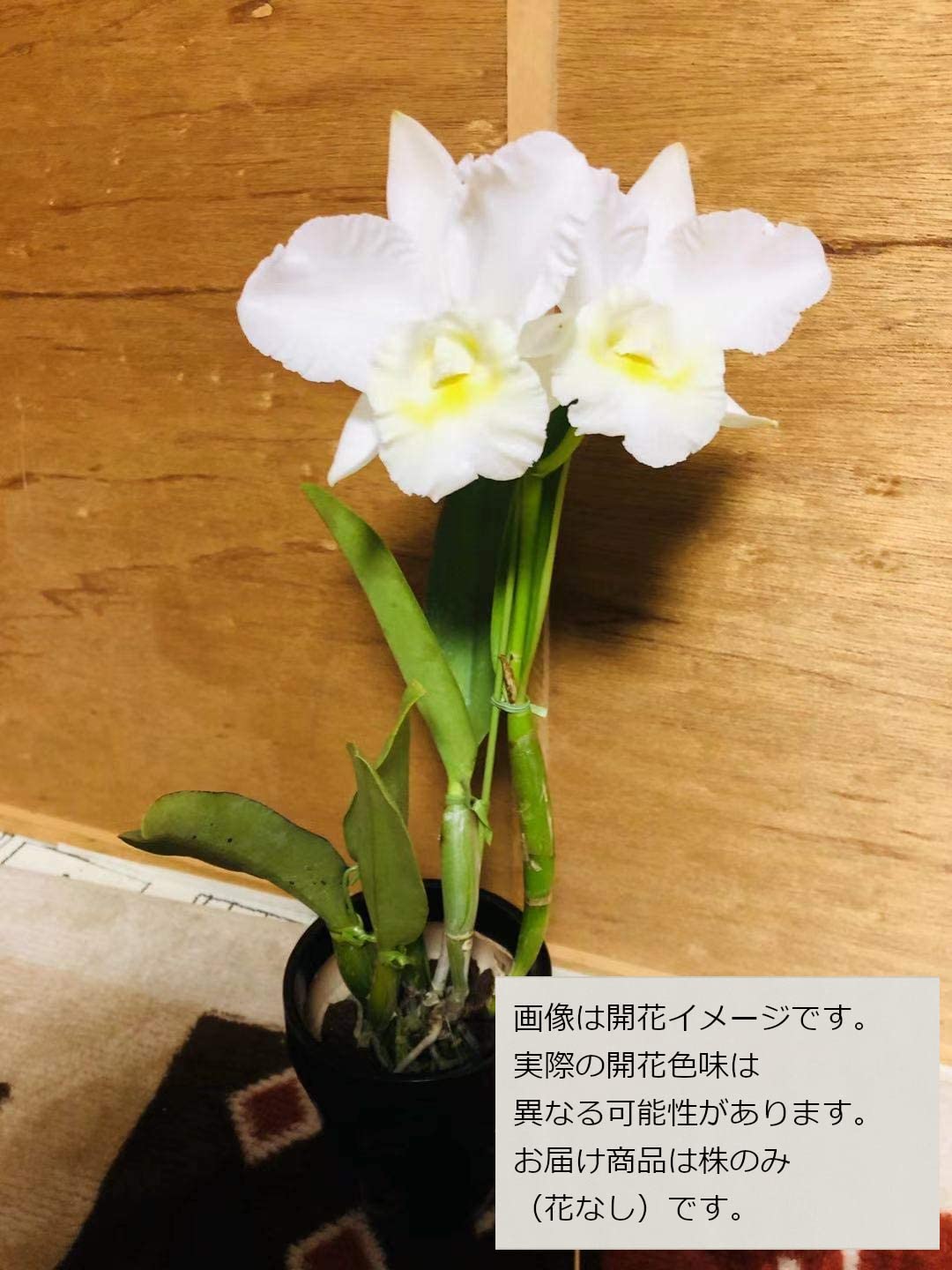 Amazon｜【花なし株のみ販売】蘭 カトレア メモリー(中大輪) 産地直送