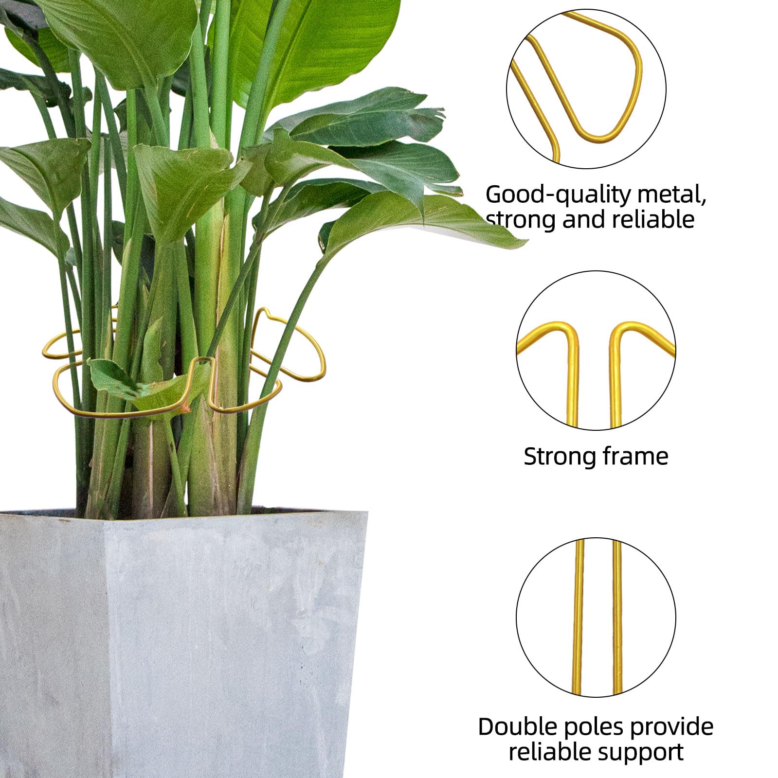 monstera japan Monstera Adansonii Yellow Variegated Japan main image 0