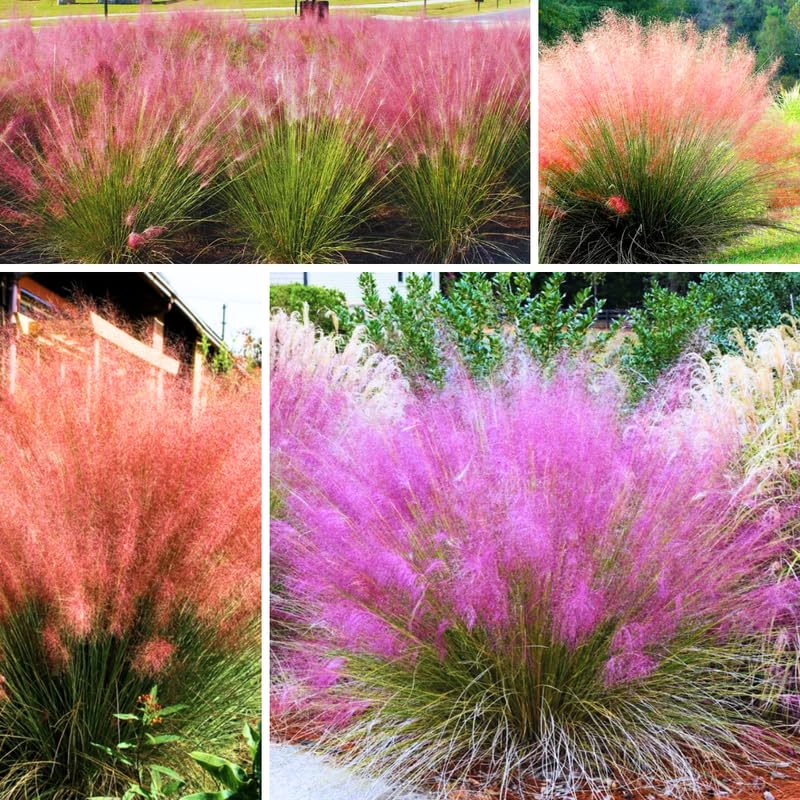 2 Pink Muhly Grass live plants