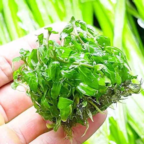 Miniatura 3 de Greenpro  Live Staurogyne Repens Porción Bolsa Cultivo de tejidos Plantas de acuario Midground para decoración de peceras
