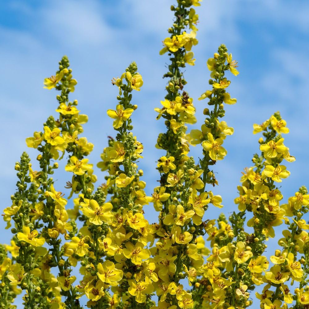 Verbascum olympicum – Stunning Tall Perennial with Large Yellow Flowers and Robust Growth, Ideal for Garden Borders, 1X 9cm Pots by Thompson and Morgan