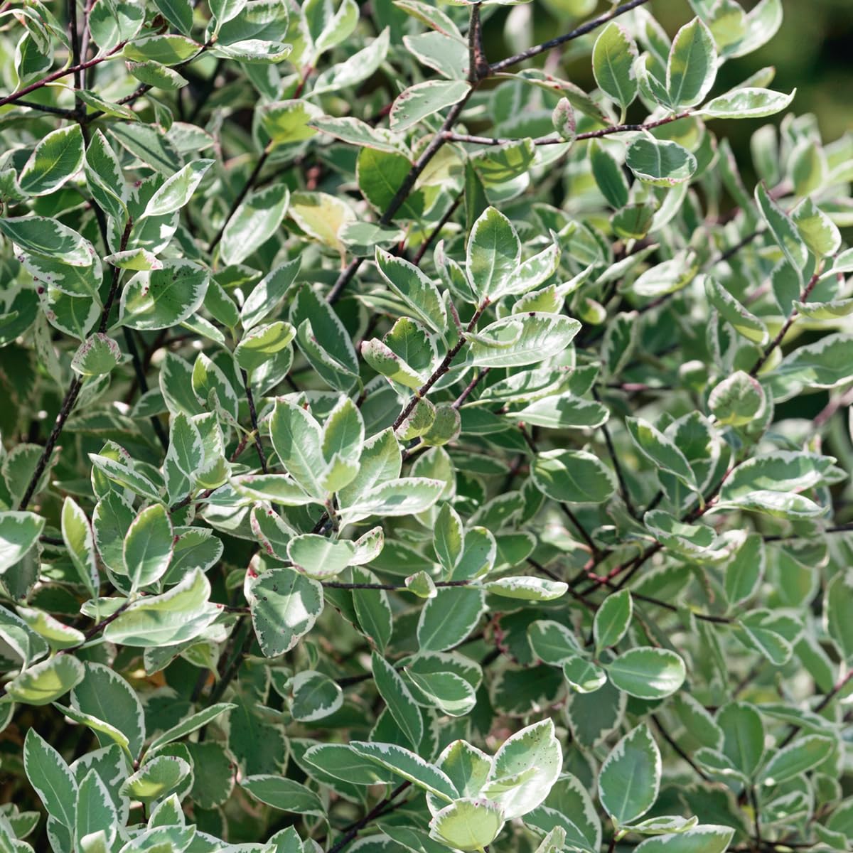 Elixir Gardens 1 x Pittosporum Silver Ball (3L Pot) | Fully Established Hardy Evergreen Flowering Shrubs & Bushes for Borders, Patios & Planters | Rhododendron, Viburnum, Nandina & More