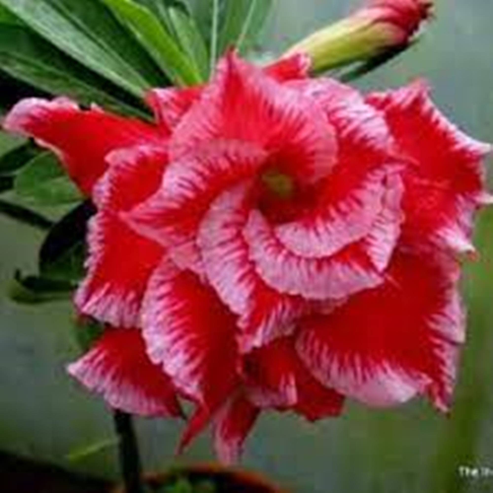 GREEN ISLAND Adenium Flower Plant with Pot Free 50 gm Fertilizers (Red) (B08QTQYCCY) Amazon Price History, Amazon Price Tracker