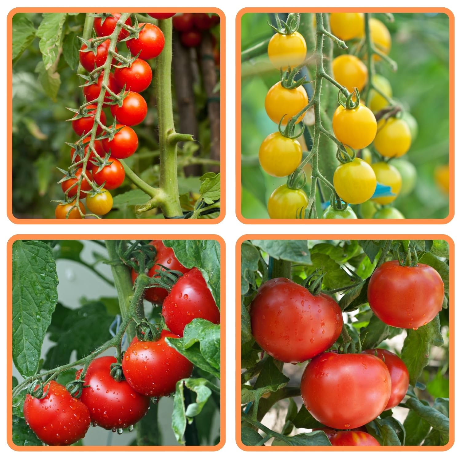 The Indian Beej-Tomato Seeds | Home Gardening and Terrace Gardening | Fresh Indian Tomato Seeds |4 Varieties Tomato | Easy to Grow |Tomato Vegetable Seeds|Best Germination| Combo Pack| (B0CXN6RT6M) Amazon Price History, Amazon Price Tracker