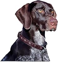 Vista 410 de Razas de Perros 2017