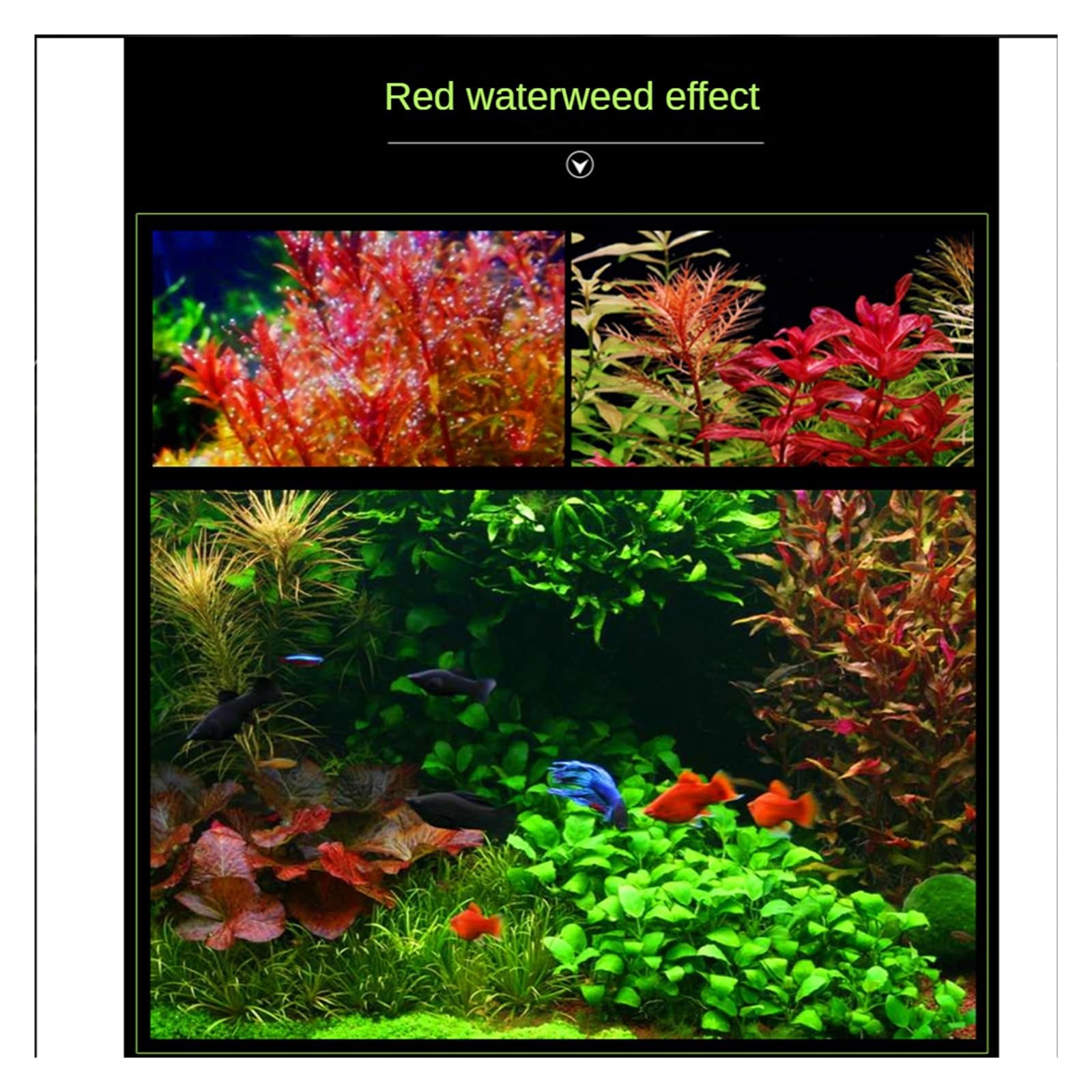 Aquarienbeleuchtung Amphibische Aquarium Clip Licht Aluminium Legierung Halterung Led Wasserdichte Wasserpflanzen/Meerwasser Korallen Spezielle Aquarium Beleuchtung 9W für bepflanztes Aquarium(40CM)