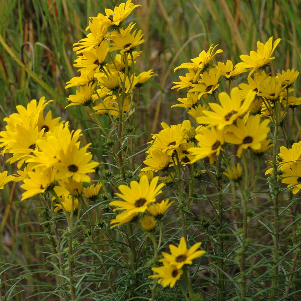6 x Helianthus Salicifolius - Perenni Vaso 9cm x 9cm