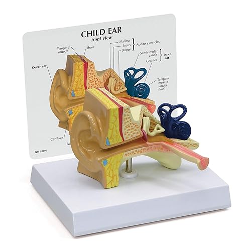 Miniatura 6 de Transparente Modelo de oído humano anatómico