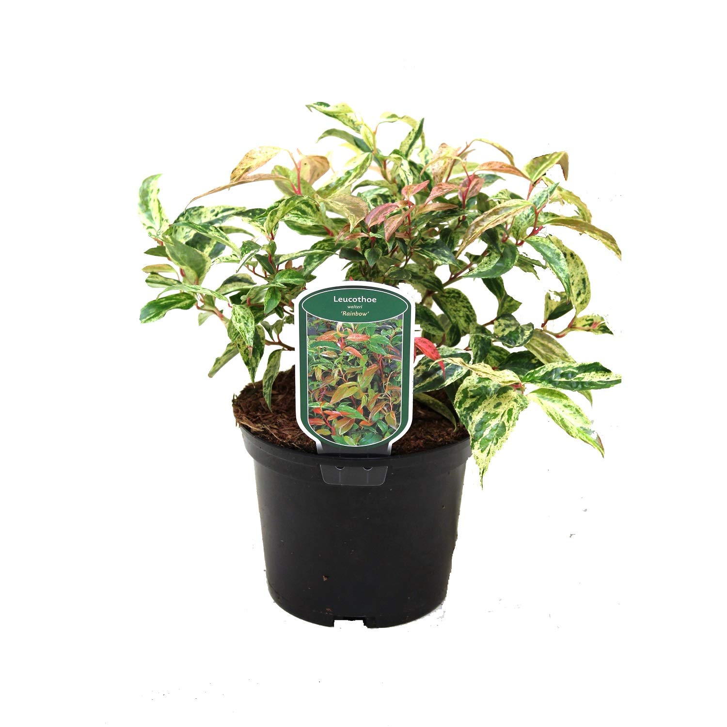 3 x Flor de perla - Leucothoe Fontanesiana 'Rainbow' 20-30 cm en maceta - Resplandor primaveral en racimos fragantes