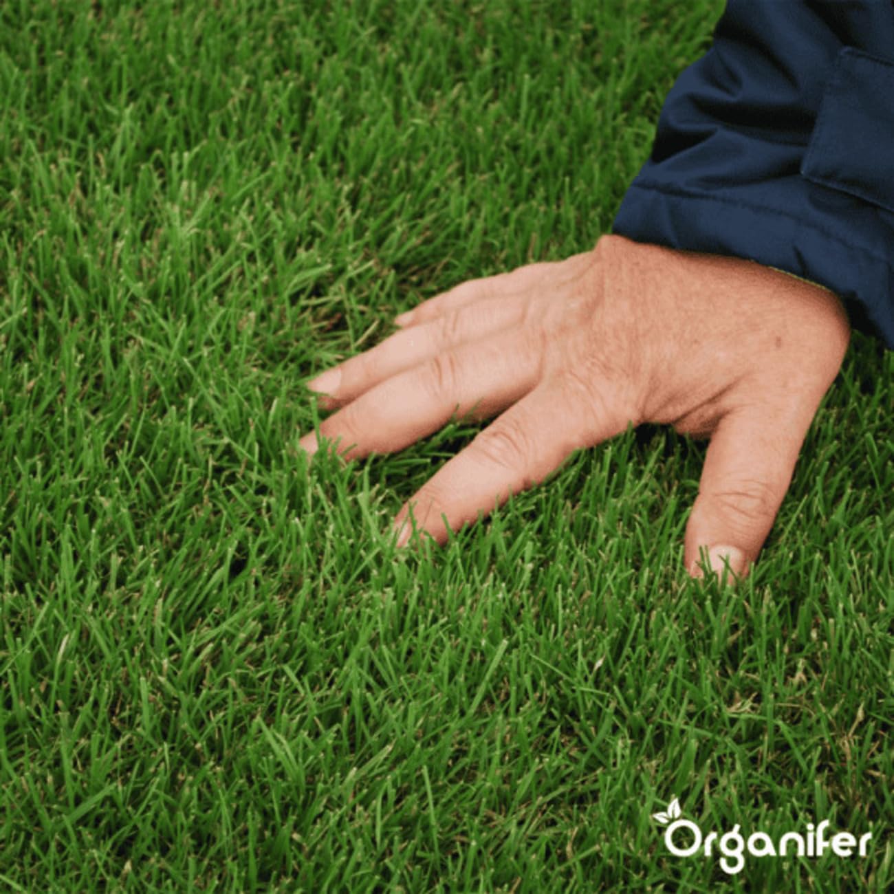 Semillas De Césped Ornamental - 1kg = 50m2 | Semillas De Césped De Germinación Rápida - Semillas De Césped - Certificado NAK - Organifer