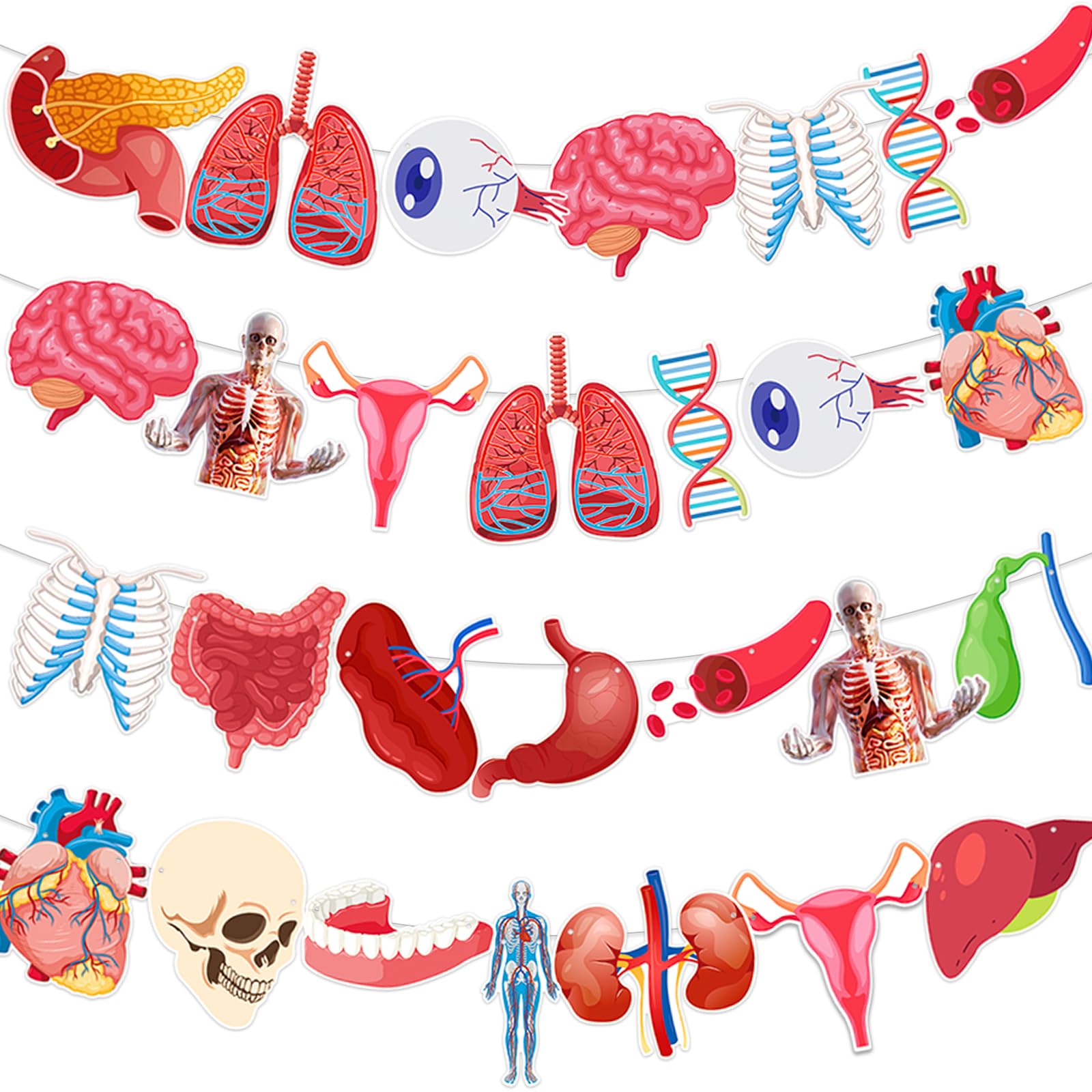 4 Strings 28 Pcs Anatomy Themed Hanging Banner, Human Body Parts Educational Cutouts Garland for Classroom Decorations, Science Party Supplies, School