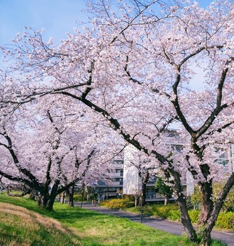 30+ Pink Weeping Sakura Tree Seeds for Planting Outdoors-Cherry Blossom...