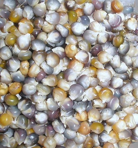Miniatura 5 de Gema de vidrio Cherokee Indian Corn Heirloom Premium Semillas 100pcsPaquete