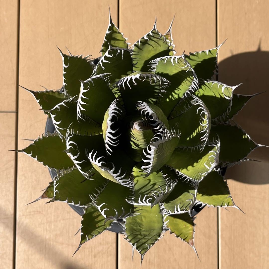 アガベ ホリダ 大株 サボテン ドライガーデン ユッカ アロエ Amazon.co