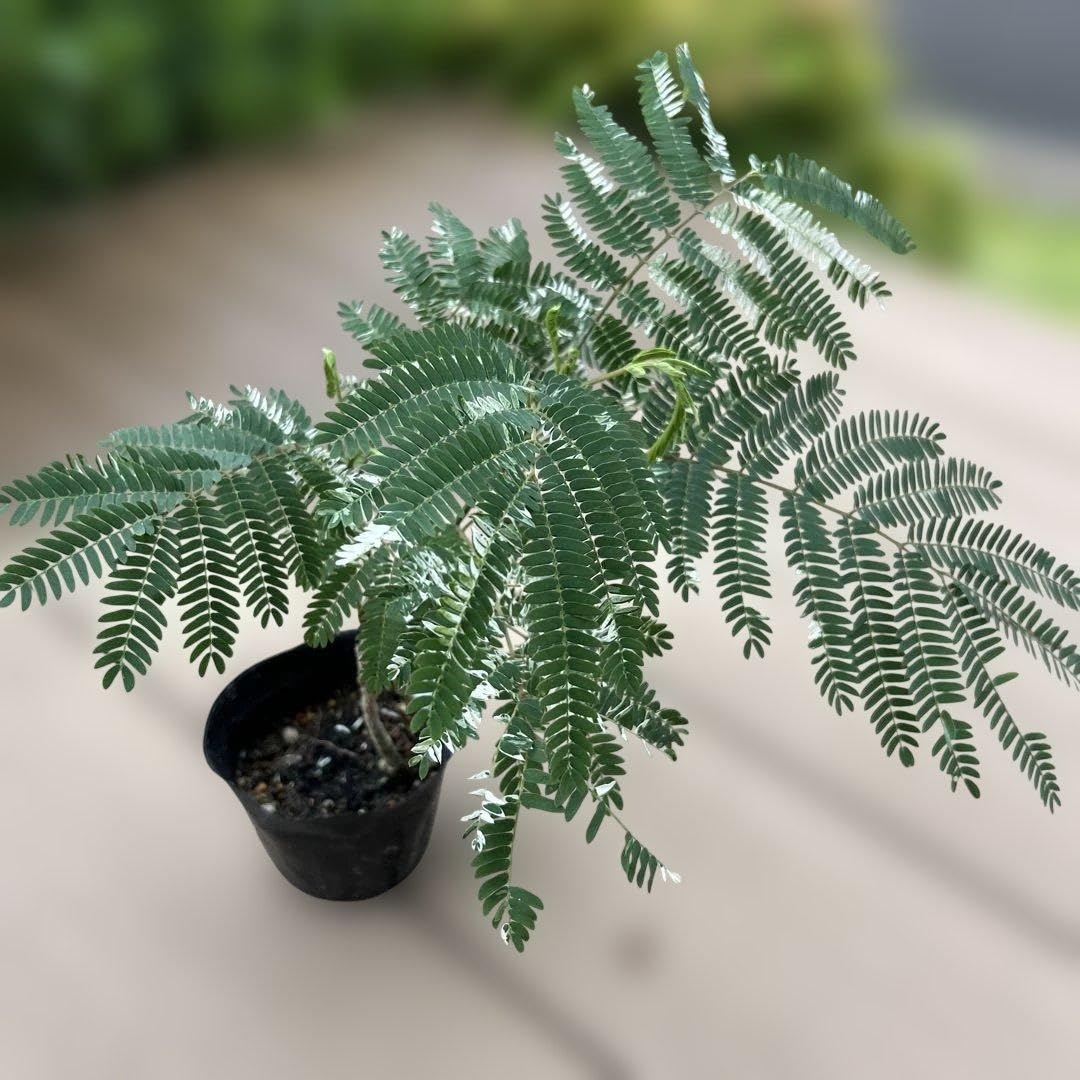 Amazon.co.jp: ネムノキ苗 ネムノキ 斑入り 1苗 希少品 : DIY・工具