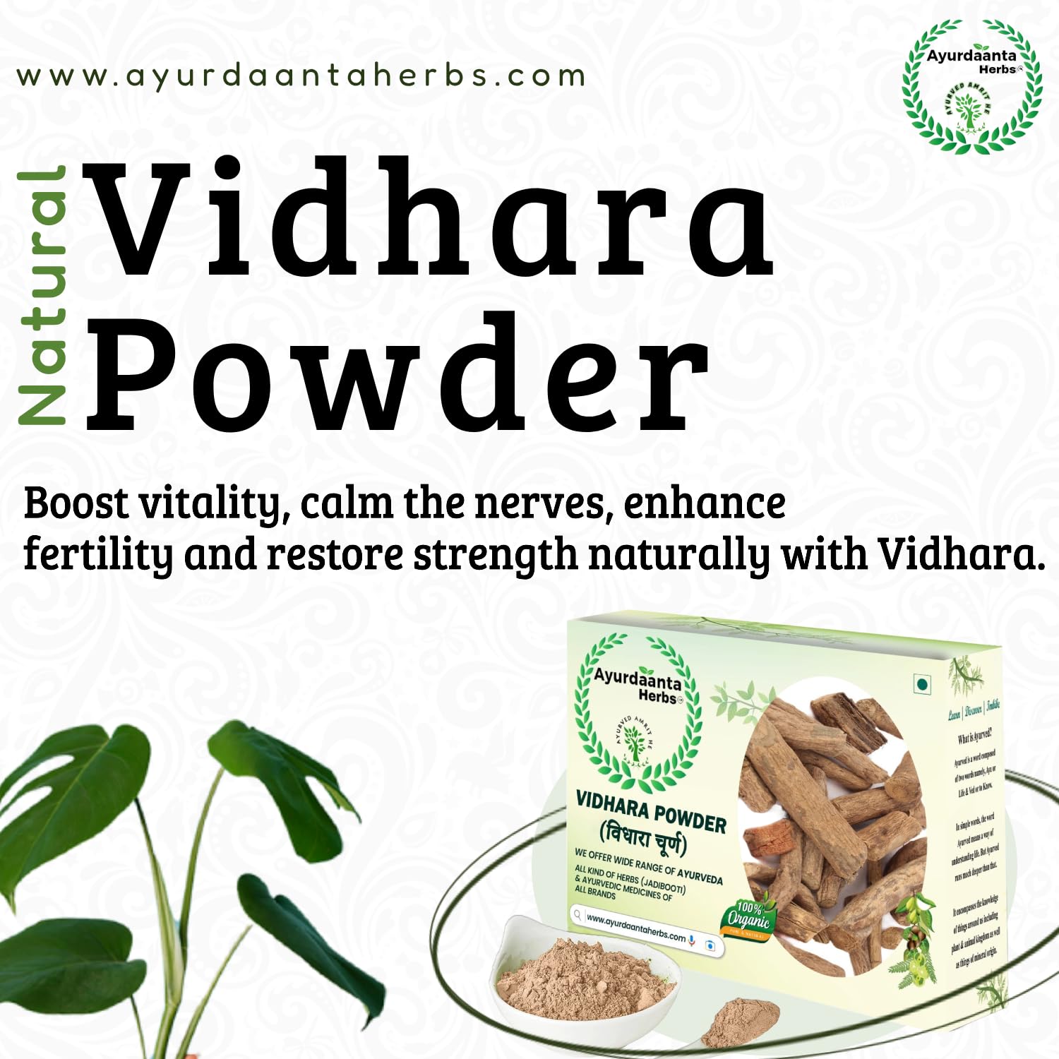 Ayurdaanta Herbs Vidhara Powder β 100% Pure & Natural Ayurvedic Herb for Strength, Vitality & Immunity - 100 Gram 4