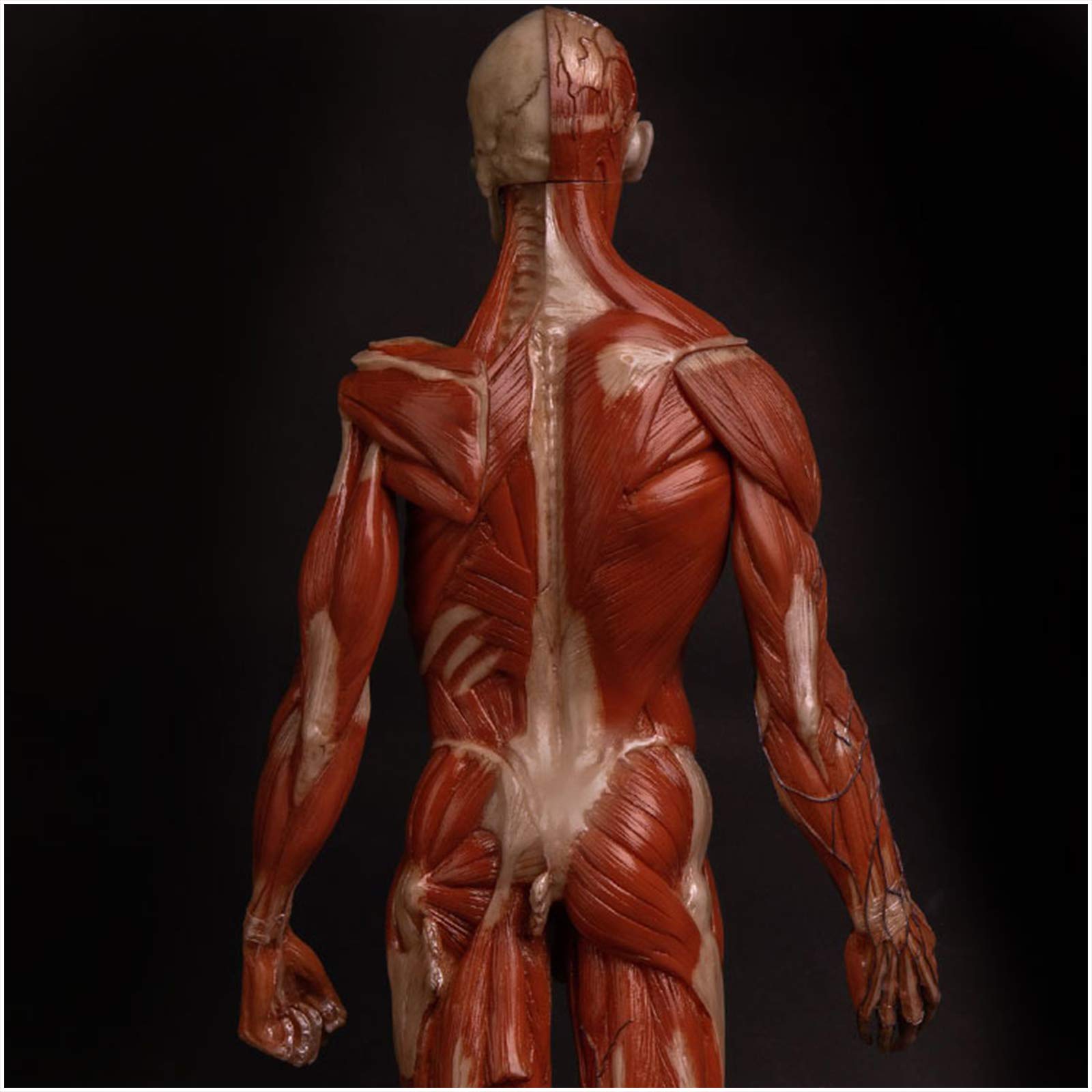 Sjdopulse Men's A 23.6 Inch Natomy Figure - Human Muscle Skeleton Natomical Model Painting Model Human Natomical Muscle Bone Ecorche Nd Skin Model Reference For Rtist (A)