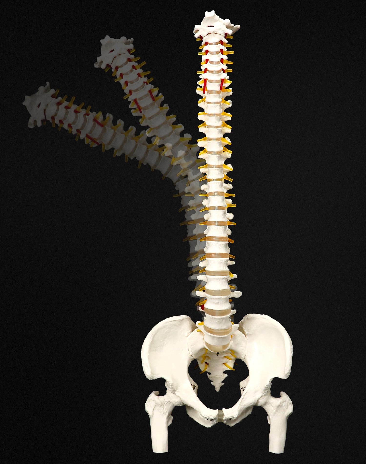 QWORK® Modèle de colonne vertébrale flexible avec nerfs spinaux, bassin et fémurs (grandeur nature, 88 cm)