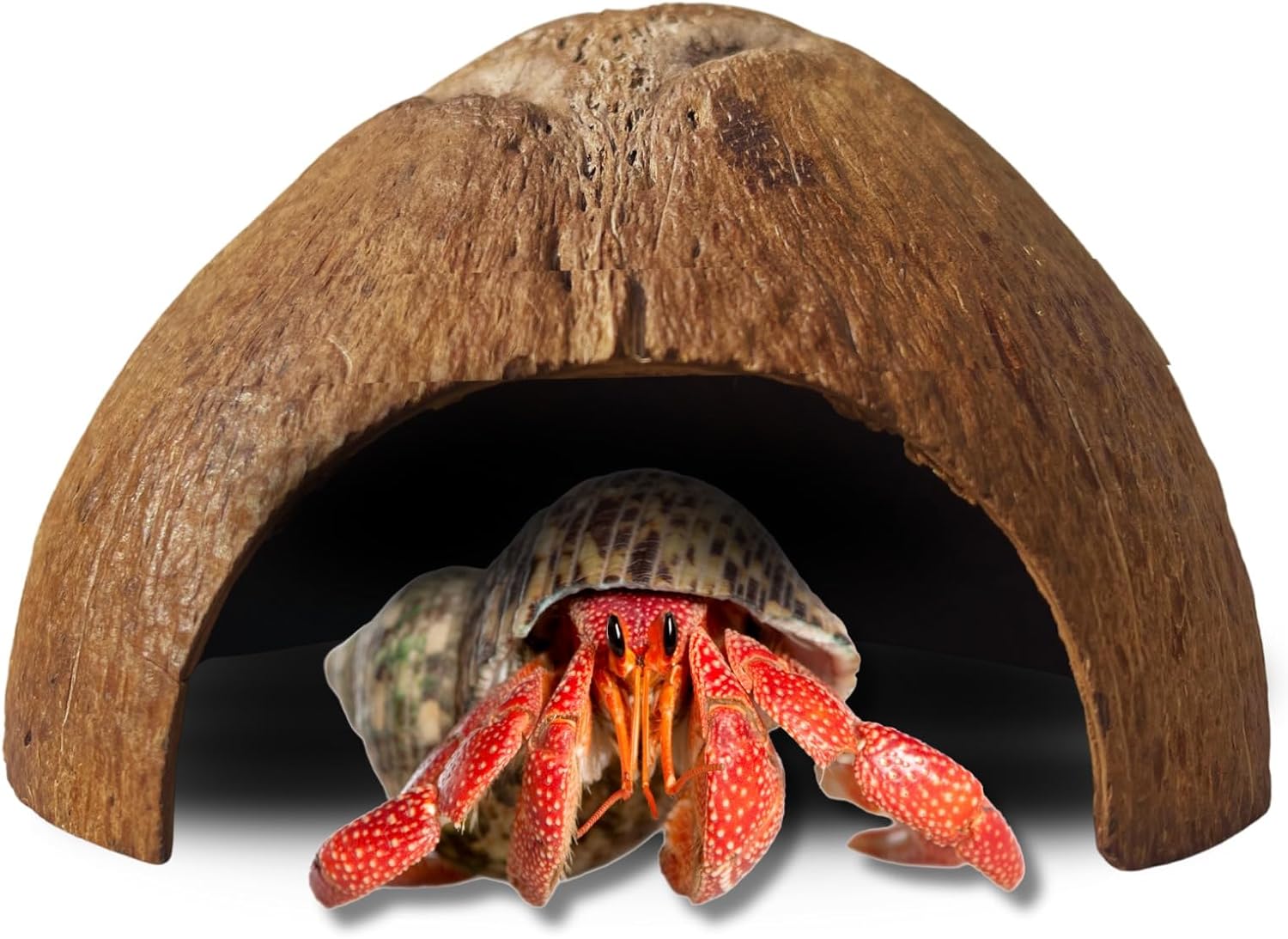 Half Coconut Shell Hut Polished