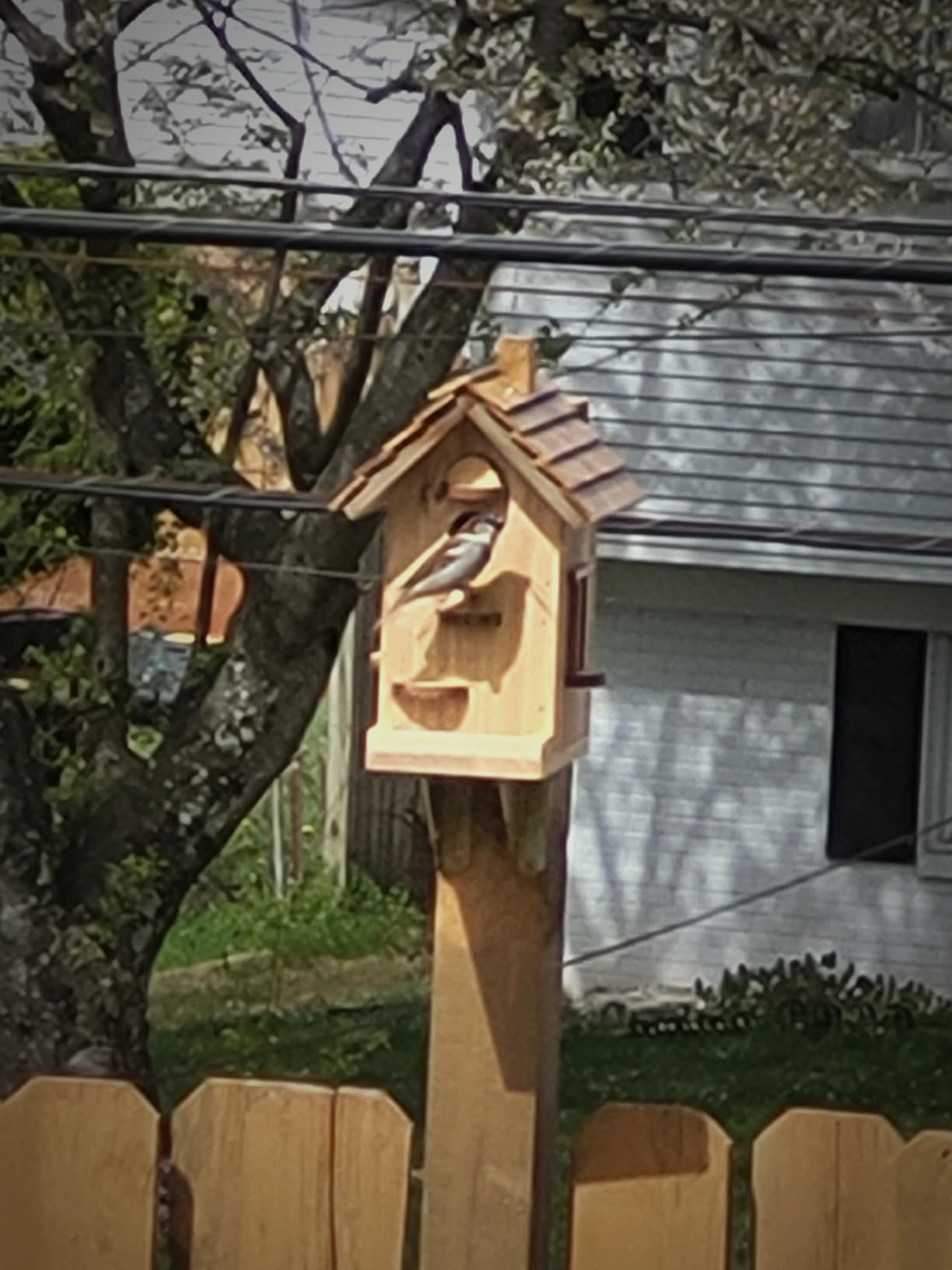 Premium Birdhouse Woodworking Kit