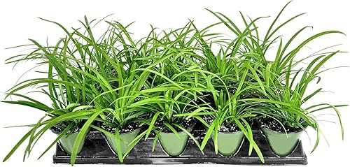 Big Blue Liriope Muscari - 5 macetas vivas de 4 pulgadas - tolerantes a la sequía plantas de hoja perenne de bajo mantenimiento Hierba Lilyturf