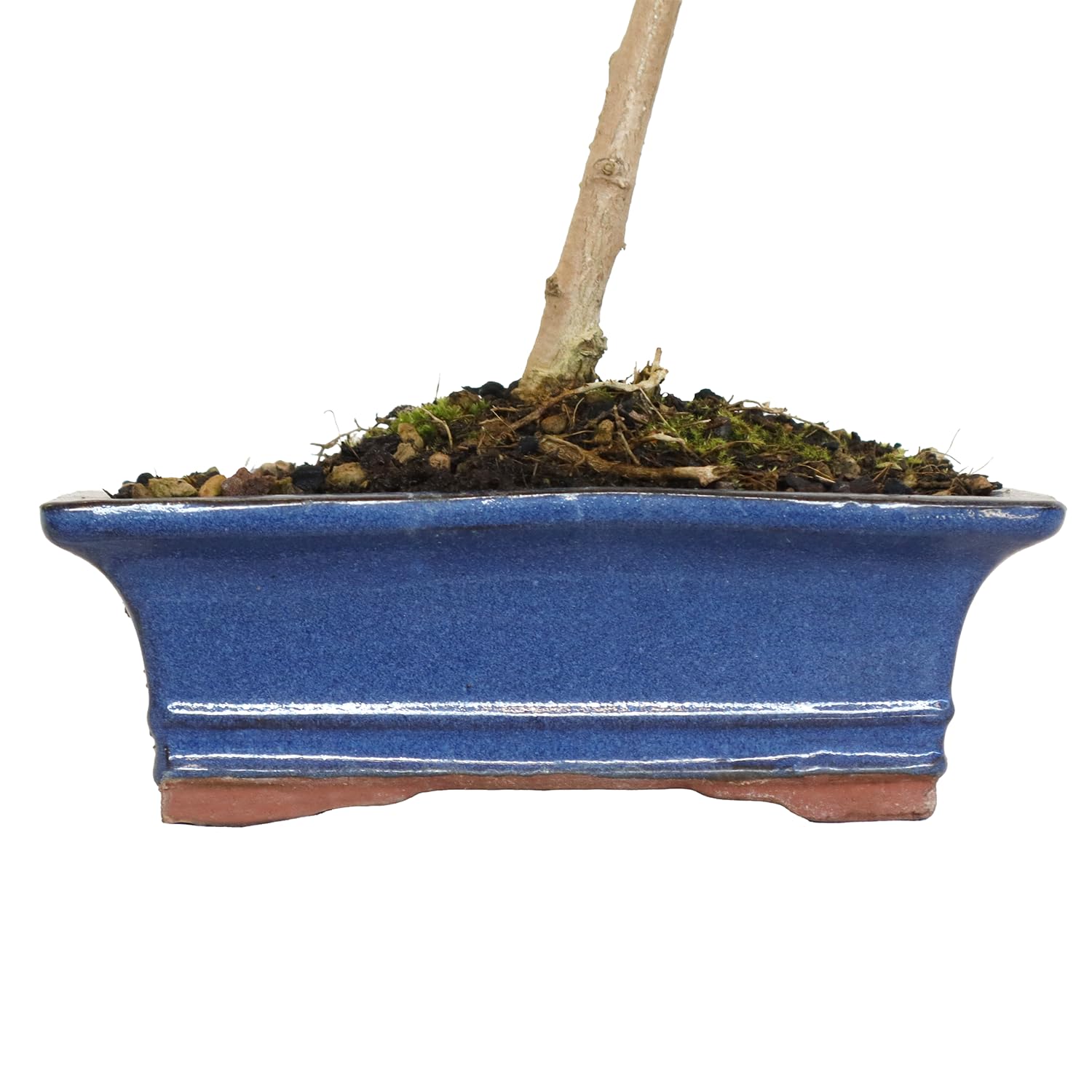 KENTIS - Bonsai di Ginkgo Biloba - Piante Vere da Esterno Ornamentali Resistenti - Giardino Balcone Terrazzo - H 28/42 cm Vaso in Ceramica 19 cm