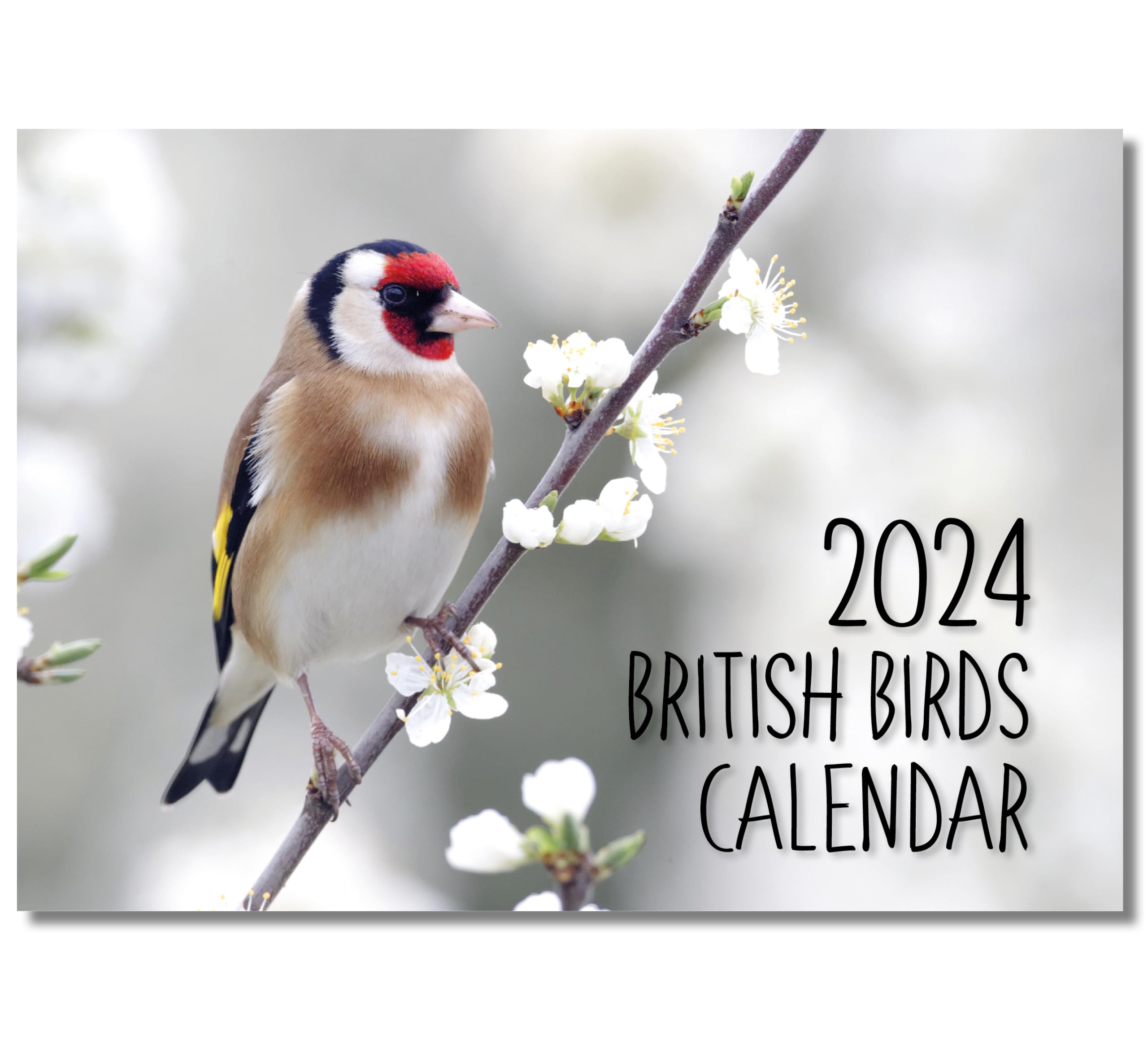 A4 British Birds Calendar 2024 UK. One Month to View. UK, Scotland, RoI