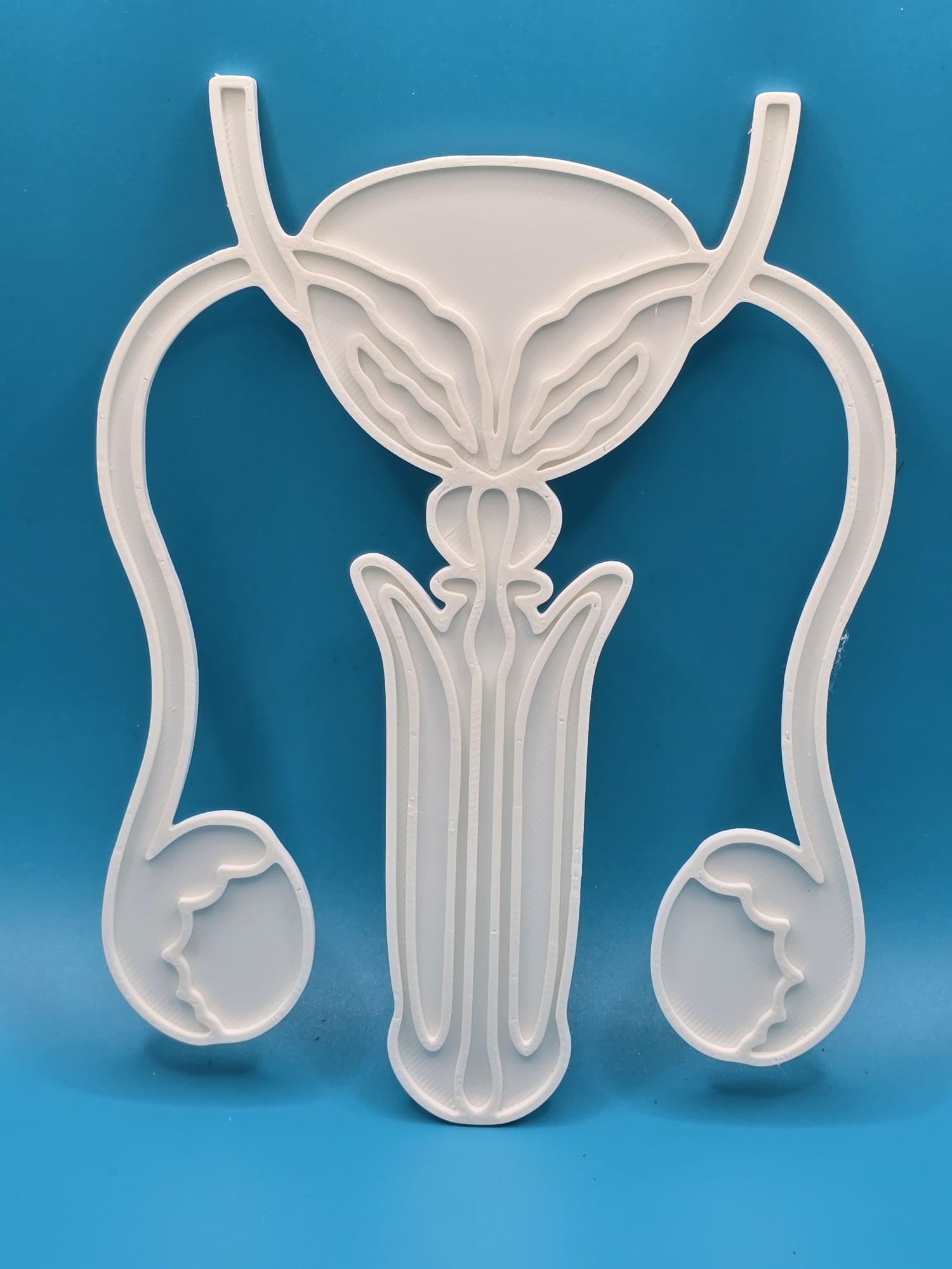 2D Male Reproductive Organs with Stand/Teaching Aid (Color it Yourself) For School Science/Biology Classroom Demonstration Model-image-7