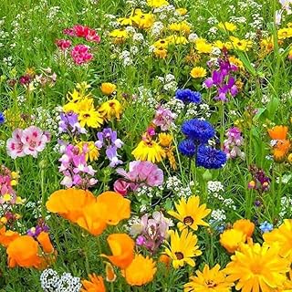BEE Flower Mix 80+ Seeds, Beneficial Insect Mix attracts Bees Friendly Bugs