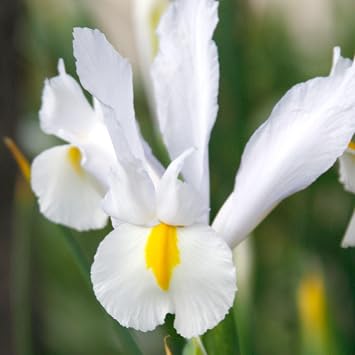 Dutch Iris White Van Vliet Bulbs Elegant White Hollandica Variety | Hardy Mid-Spring Blooms, Deer Resistant, Great for Naturalizing, Borders, and Long-Lasting Cut Flower Arrangements