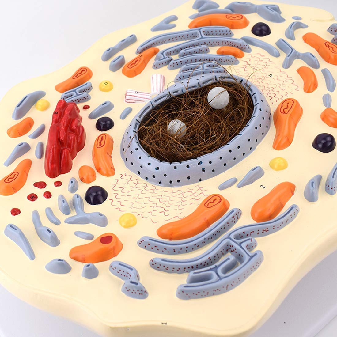 Narzędzie edukacyjne naukowe anatomia człowieka zwierzę cienka klatka piersiowa model zwierzęca struktura komórki mikroskopowo powiększona Golgi mitochondrialny organizm zestawy naukowe materiały